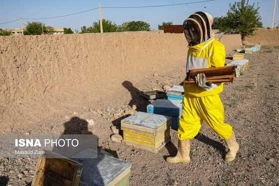 گزارش تصویری | زنبور عسل، قهرمان کوچک اقتصاد و محیط زیست