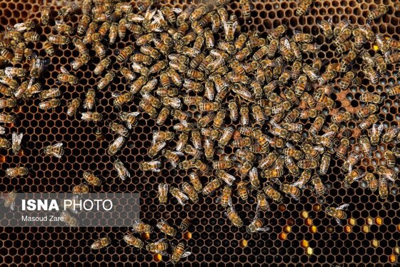 گزارش تصویری | زنبور عسل، قهرمان کوچک اقتصاد و محیط زیست