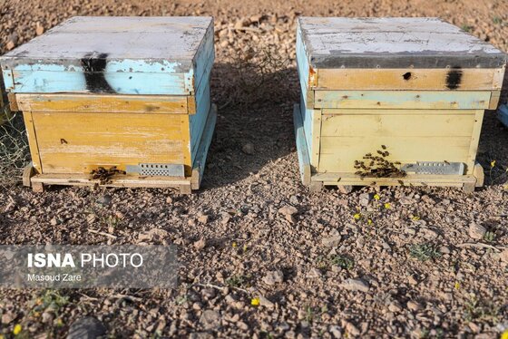 گزارش تصویری | زنبور عسل، قهرمان کوچک اقتصاد و محیط زیست