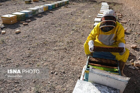 گزارش تصویری | زنبور عسل، قهرمان کوچک اقتصاد و محیط زیست