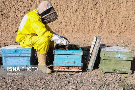 گزارش تصویری | زنبور عسل، قهرمان کوچک اقتصاد و محیط زیست