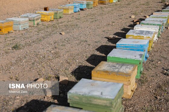 گزارش تصویری | زنبور عسل، قهرمان کوچک اقتصاد و محیط زیست