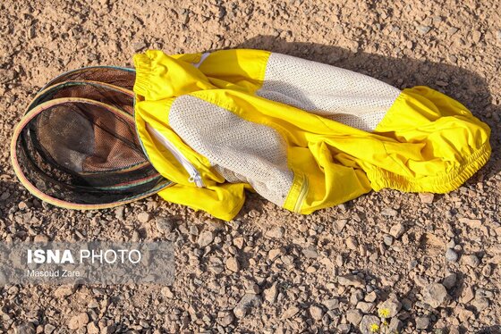 گزارش تصویری | زنبور عسل، قهرمان کوچک اقتصاد و محیط زیست