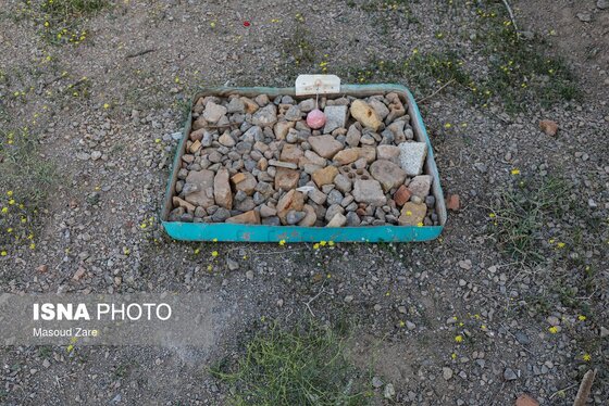 گزارش تصویری | زنبور عسل، قهرمان کوچک اقتصاد و محیط زیست