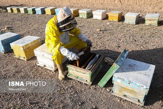گزارش تصویری | زنبور عسل، قهرمان کوچک اقتصاد و محیط زیست