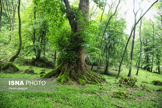 گزارش تصویری | دوم اردیبهشت، روز جهانی زمین پاک | طبیعت سوادکوه و زمینی که دیگر پاک نیست