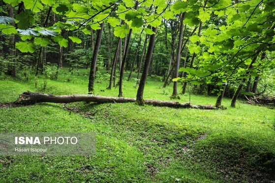 گزارش تصویری | دوم اردیبهشت، روز جهانی زمین پاک | طبیعت سوادکوه و زمینی که دیگر پاک نیست