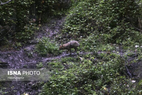 گزارش تصویری | دوم اردیبهشت، روز جهانی زمین پاک | طبیعت سوادکوه و زمینی که دیگر پاک نیست