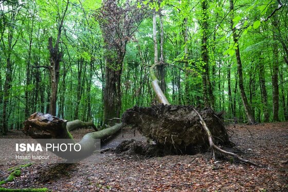 گزارش تصویری | دوم اردیبهشت، روز جهانی زمین پاک | طبیعت سوادکوه و زمینی که دیگر پاک نیست