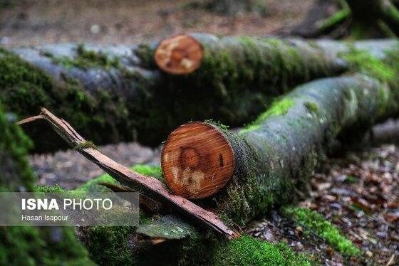 گزارش تصویری | دوم اردیبهشت، روز جهانی زمین پاک | طبیعت سوادکوه و زمینی که دیگر پاک نیست
