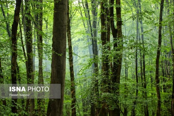 گزارش تصویری | دوم اردیبهشت، روز جهانی زمین پاک | طبیعت سوادکوه و زمینی که دیگر پاک نیست