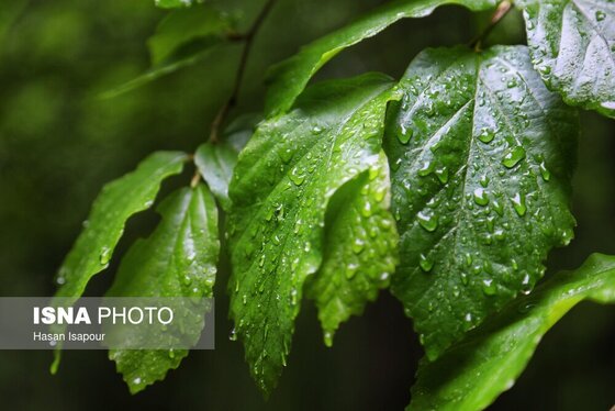 گزارش تصویری | دوم اردیبهشت، روز جهانی زمین پاک | طبیعت سوادکوه و زمینی که دیگر پاک نیست