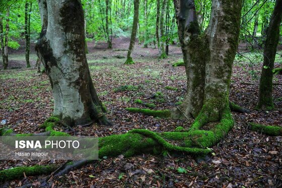 گزارش تصویری | دوم اردیبهشت، روز جهانی زمین پاک | طبیعت سوادکوه و زمینی که دیگر پاک نیست