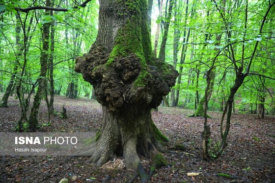 گزارش تصویری | دوم اردیبهشت، روز جهانی زمین پاک | طبیعت سوادکوه و زمینی که دیگر پاک نیست
