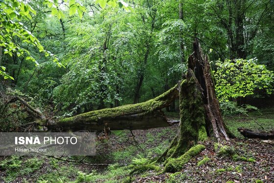 گزارش تصویری | دوم اردیبهشت، روز جهانی زمین پاک | طبیعت سوادکوه و زمینی که دیگر پاک نیست