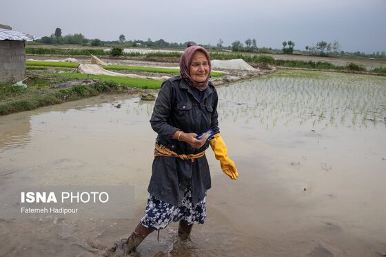 گزارش تصویری | کاروان زیر سایه خورشید - گیلان