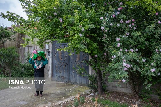 گزارش تصویری | کاروان زیر سایه خورشید - گیلان