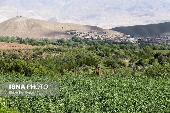 ایران زیباست | طبیعت بهاری «طارُم»، هندوستان ایران