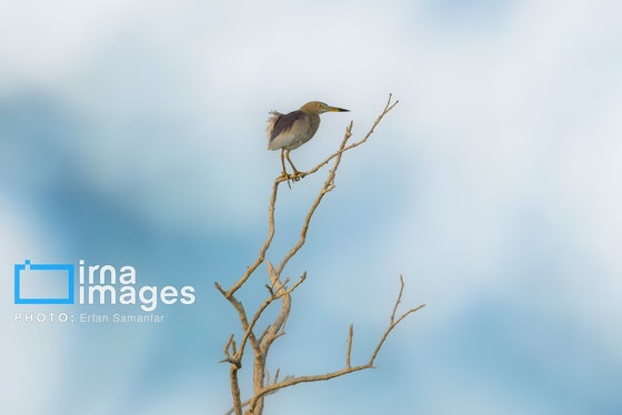 گزارش تصویری | دنیای پرندگان