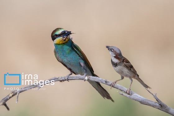 گزارش تصویری | دنیای پرندگان