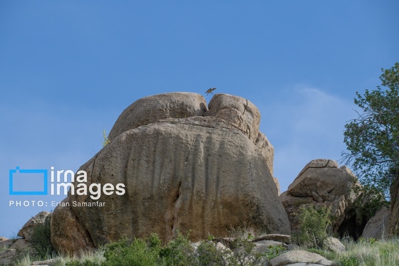 گزارش تصویری | دنیای پرندگان