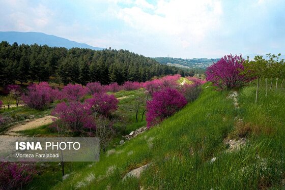 ایران زیباست | بهار ارغوانی