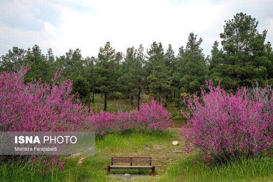 ایران زیباست | بهار ارغوانی
