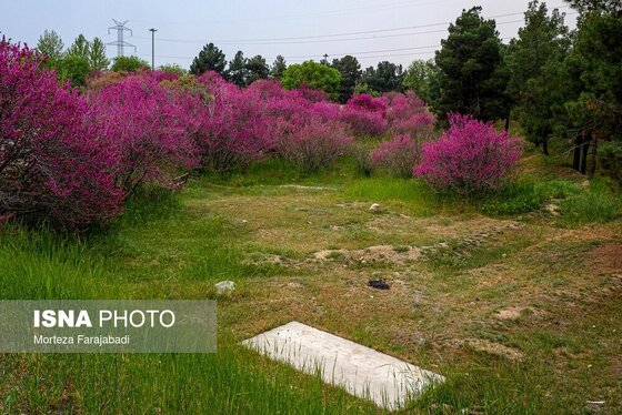 ایران زیباست | بهار ارغوانی