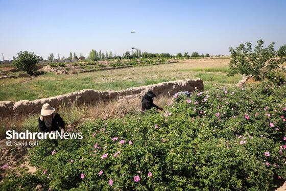 گزارش تصویری | برداشت گل محمدی در روستای فرخد