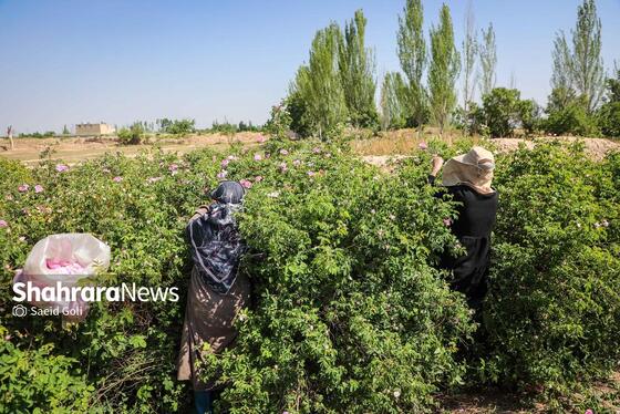 گزارش تصویری | برداشت گل محمدی در روستای فرخد