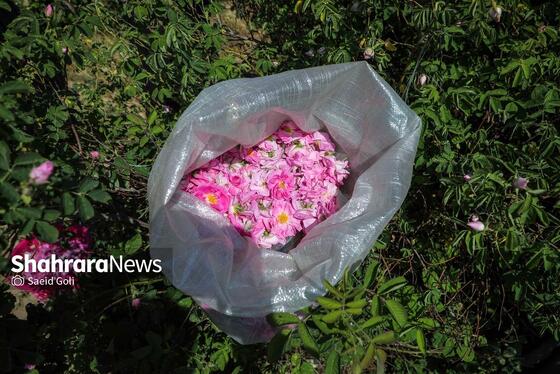 گزارش تصویری | برداشت گل محمدی در روستای فرخد
