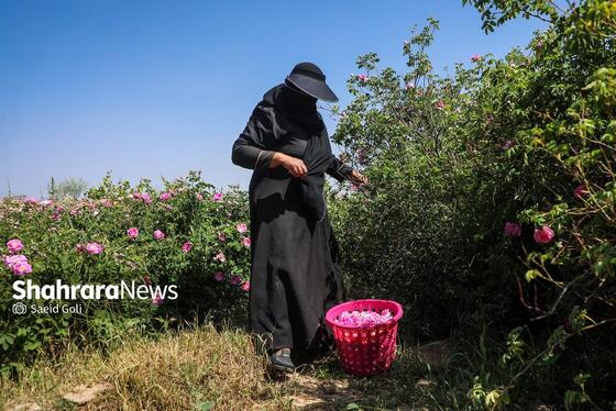 گزارش تصویری | برداشت گل محمدی در روستای فرخد
