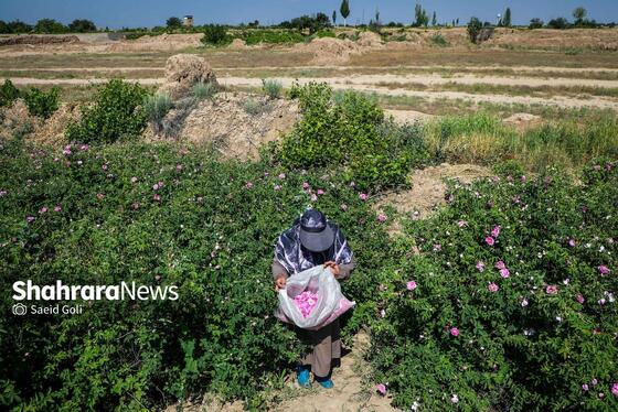 گزارش تصویری | برداشت گل محمدی در روستای فرخد