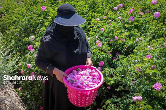 گزارش تصویری | برداشت گل محمدی در روستای فرخد