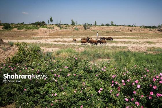 گزارش تصویری | برداشت گل محمدی در روستای فرخد
