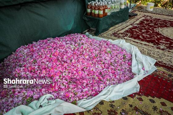 گزارش تصویری | برداشت گل محمدی در روستای فرخد