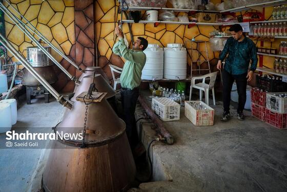 گزارش تصویری | برداشت گل محمدی در روستای فرخد