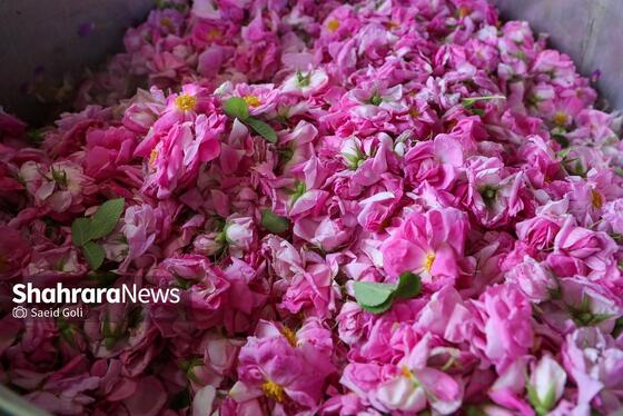 گزارش تصویری | برداشت گل محمدی در روستای فرخد