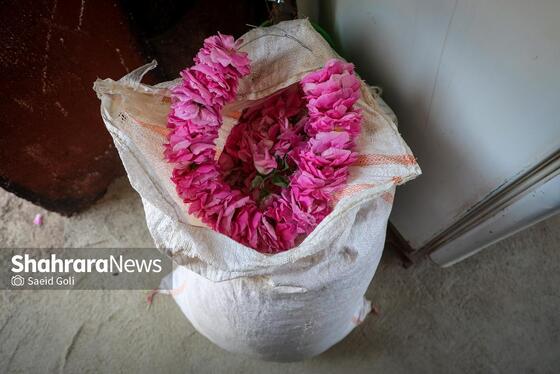 گزارش تصویری | برداشت گل محمدی در روستای فرخد