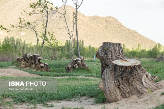 گزارش تصویری | قطع گسترده درختان روستای «اسکان» - شازند