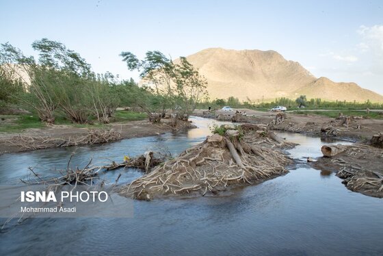 گزارش تصویری | قطع گسترده درختان روستای «اسکان» - شازند