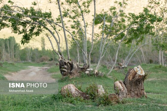 گزارش تصویری | قطع گسترده درختان روستای «اسکان» - شازند