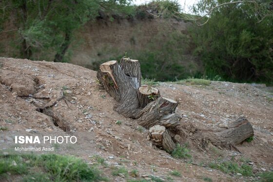 گزارش تصویری | قطع گسترده درختان روستای «اسکان» - شازند