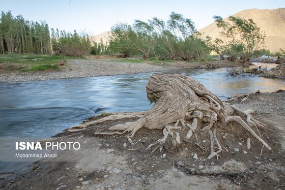 گزارش تصویری | قطع گسترده درختان روستای «اسکان» - شازند