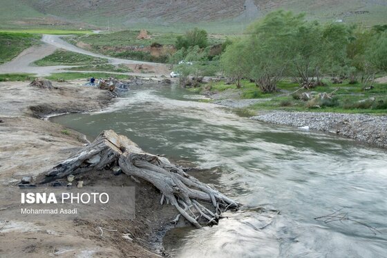 گزارش تصویری | قطع گسترده درختان روستای «اسکان» - شازند