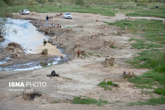 گزارش تصویری | قطع گسترده درختان روستای «اسکان» - شازند