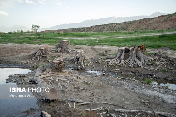 گزارش تصویری | قطع گسترده درختان روستای «اسکان» - شازند