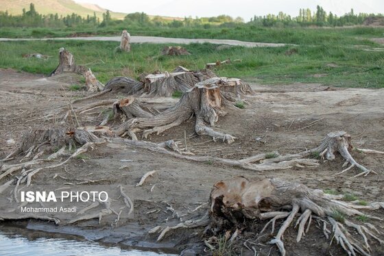 گزارش تصویری | قطع گسترده درختان روستای «اسکان» - شازند