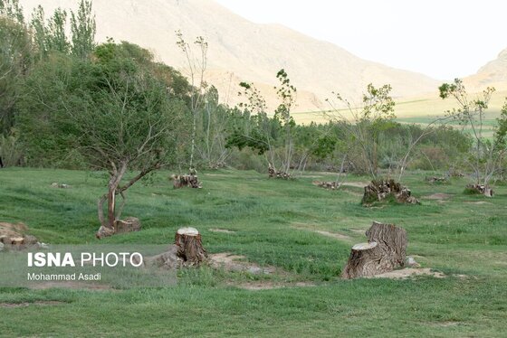 گزارش تصویری | قطع گسترده درختان روستای «اسکان» - شازند