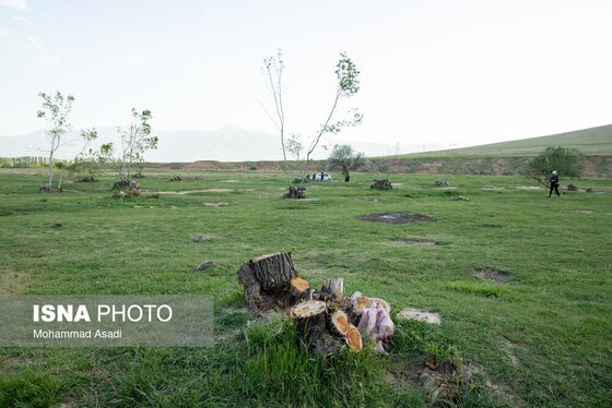 گزارش تصویری | قطع گسترده درختان روستای «اسکان» - شازند